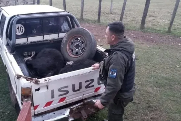 Paso de los Libres: fue demorado por transportar dos terneros en la caja de una camioneta