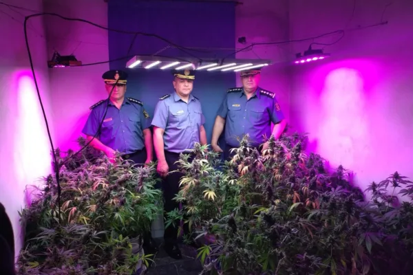 Desmantelan un invernadero de marihuana en Corrientes Capital: un detenido