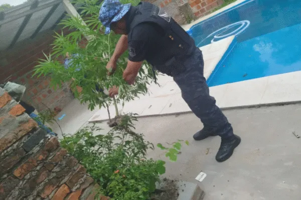Asisten a una víctima de violencia de género y descubren plantas de marihuana en Corrientes