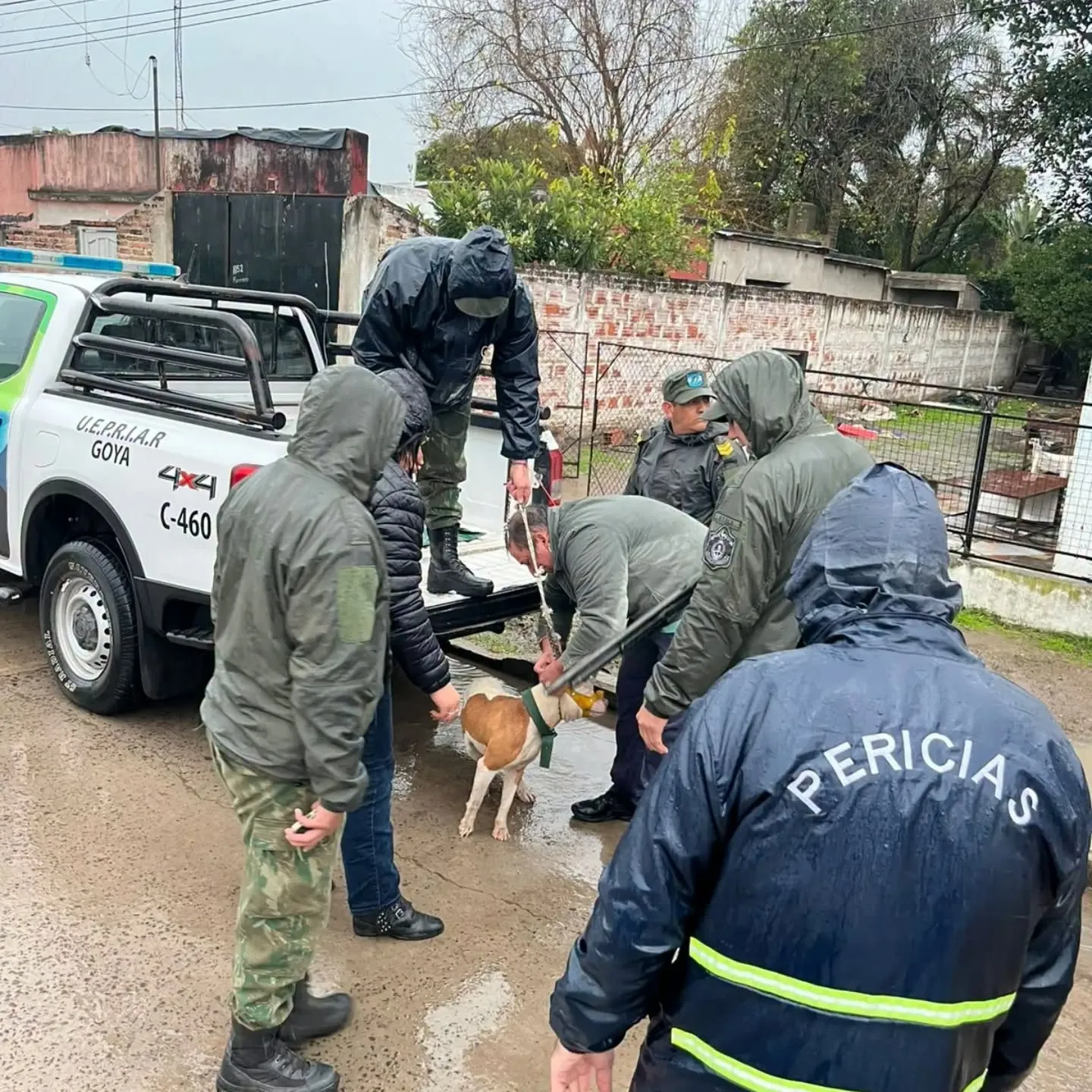 Goya: rescataron ocho perros en presuntas condiciones de maltrato durante una serie de allanamientos
